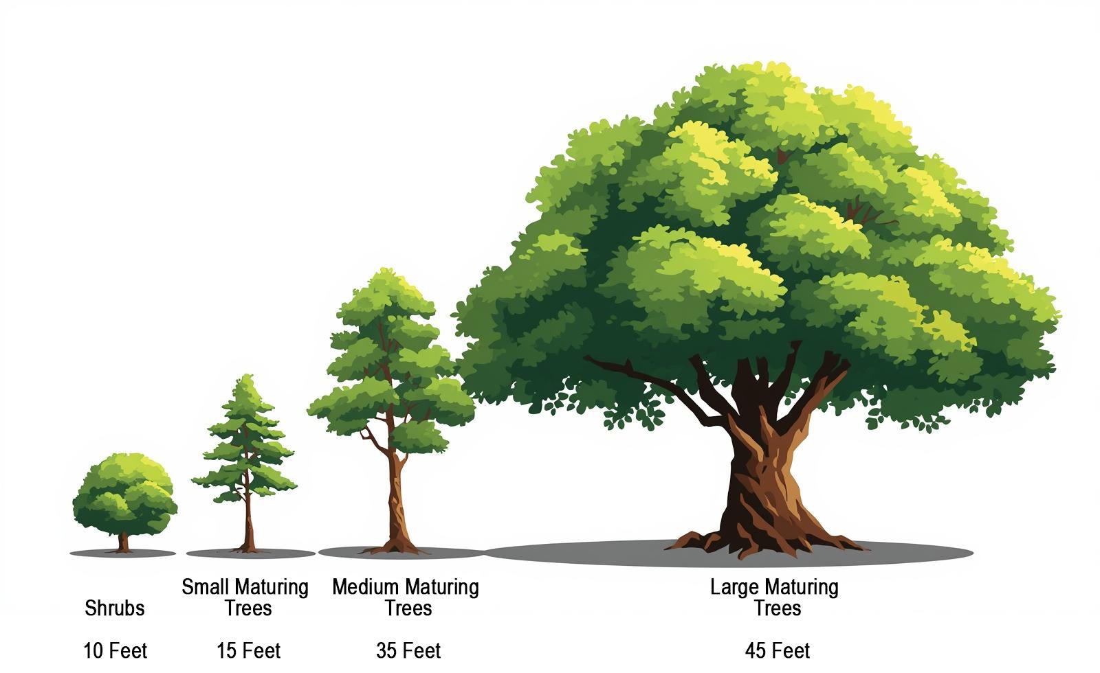 Shrubs 10 feet small mature trees up to 24 feet medium mature rees 25-49 feet Large Mature trees 40 + feet