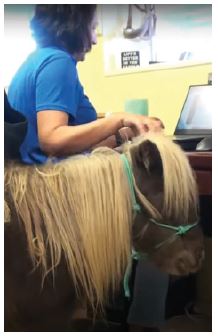 Sheltand pony gets petted in the office