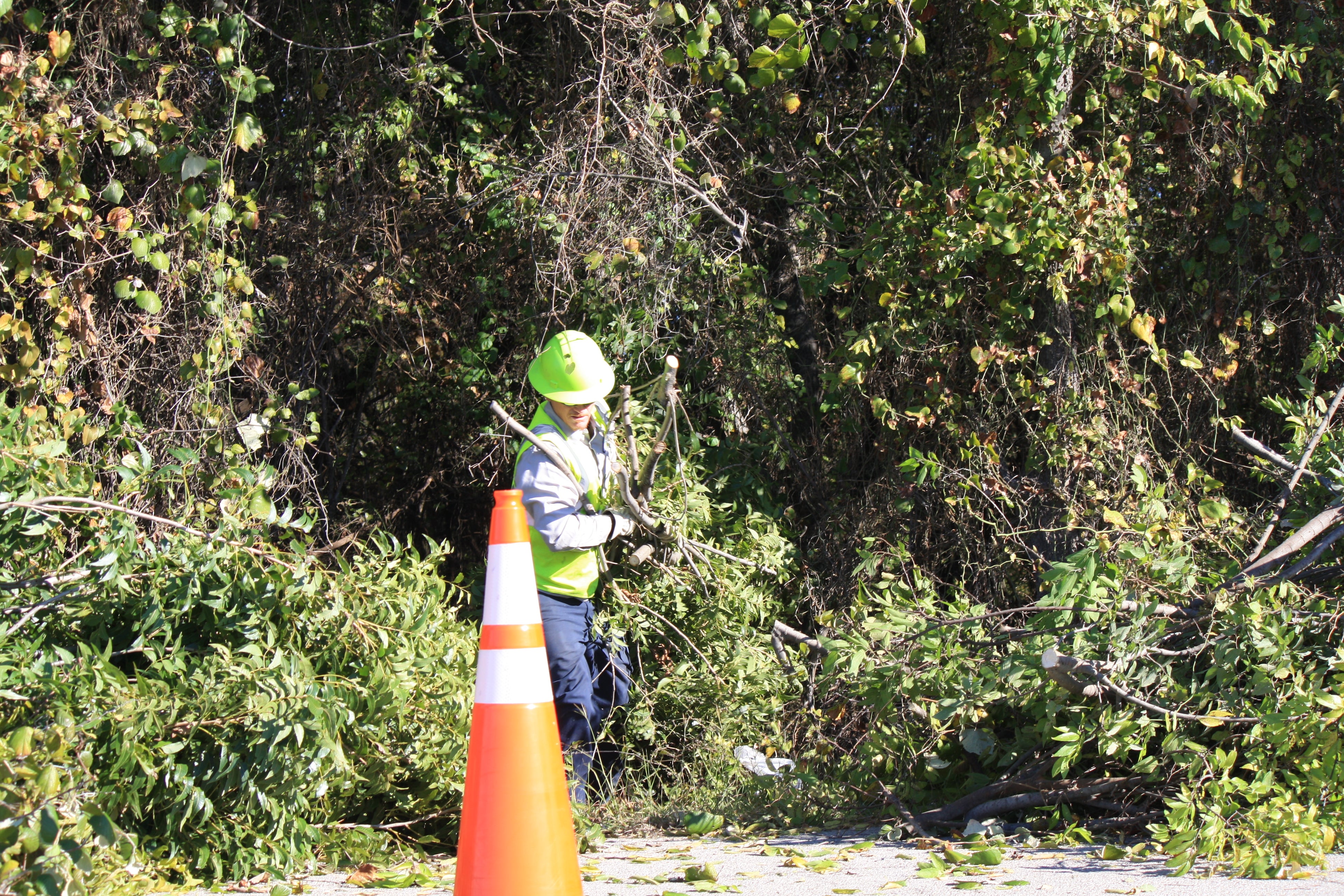 Arborist removing tree.