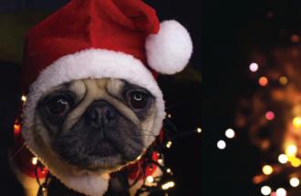 Pug with Christmas lights