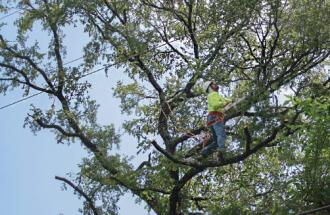 Vegetation Management