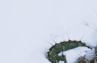 Cactus in the snow. 