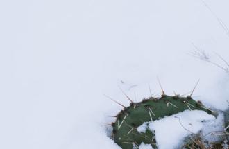 Cactus in the snow.