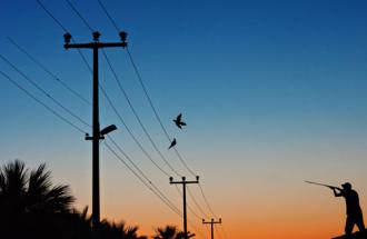 Shooting game birds off a wire is a bad idea. Plus it's illegal. 