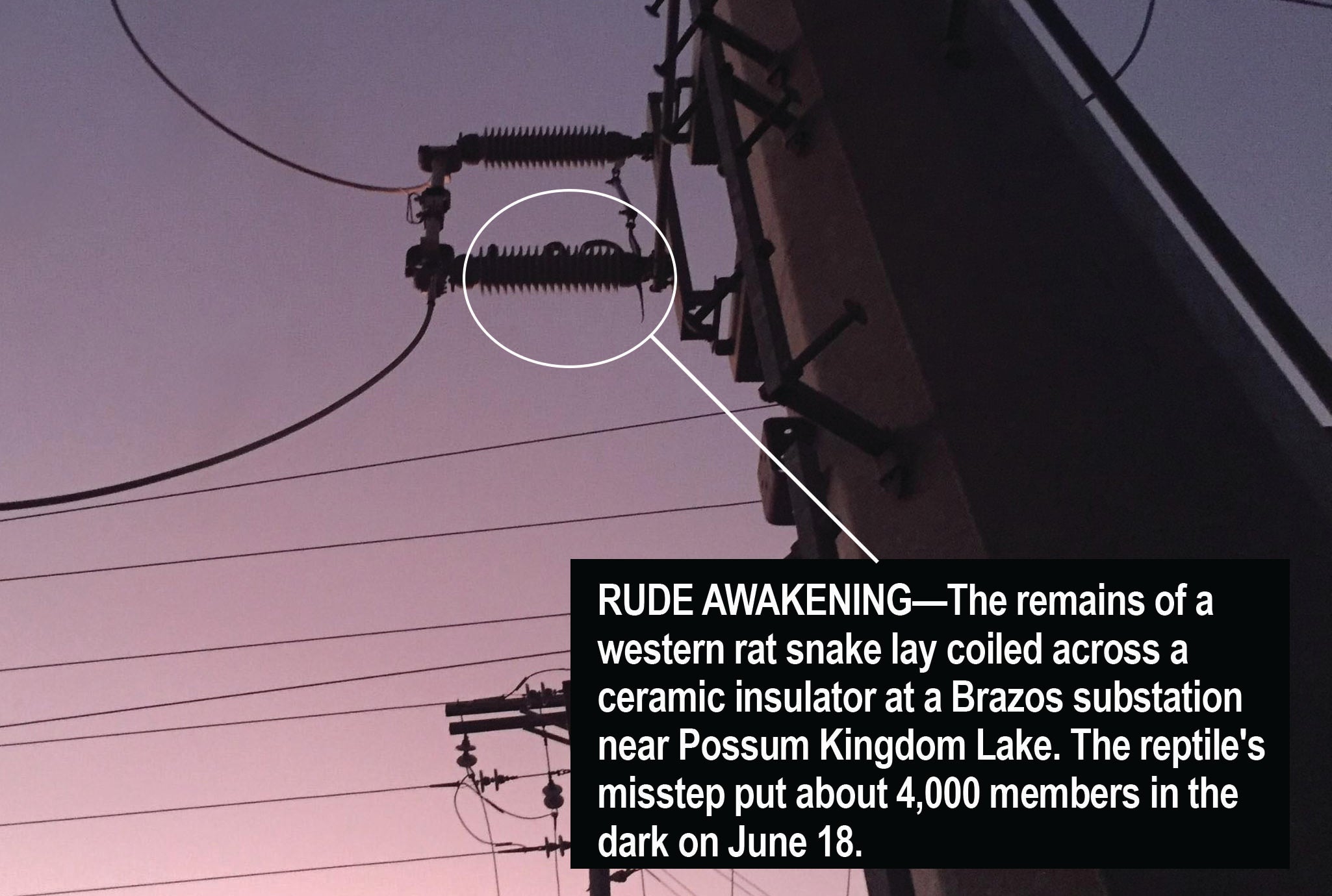 Rat%20Snake%20Morning.jpg
