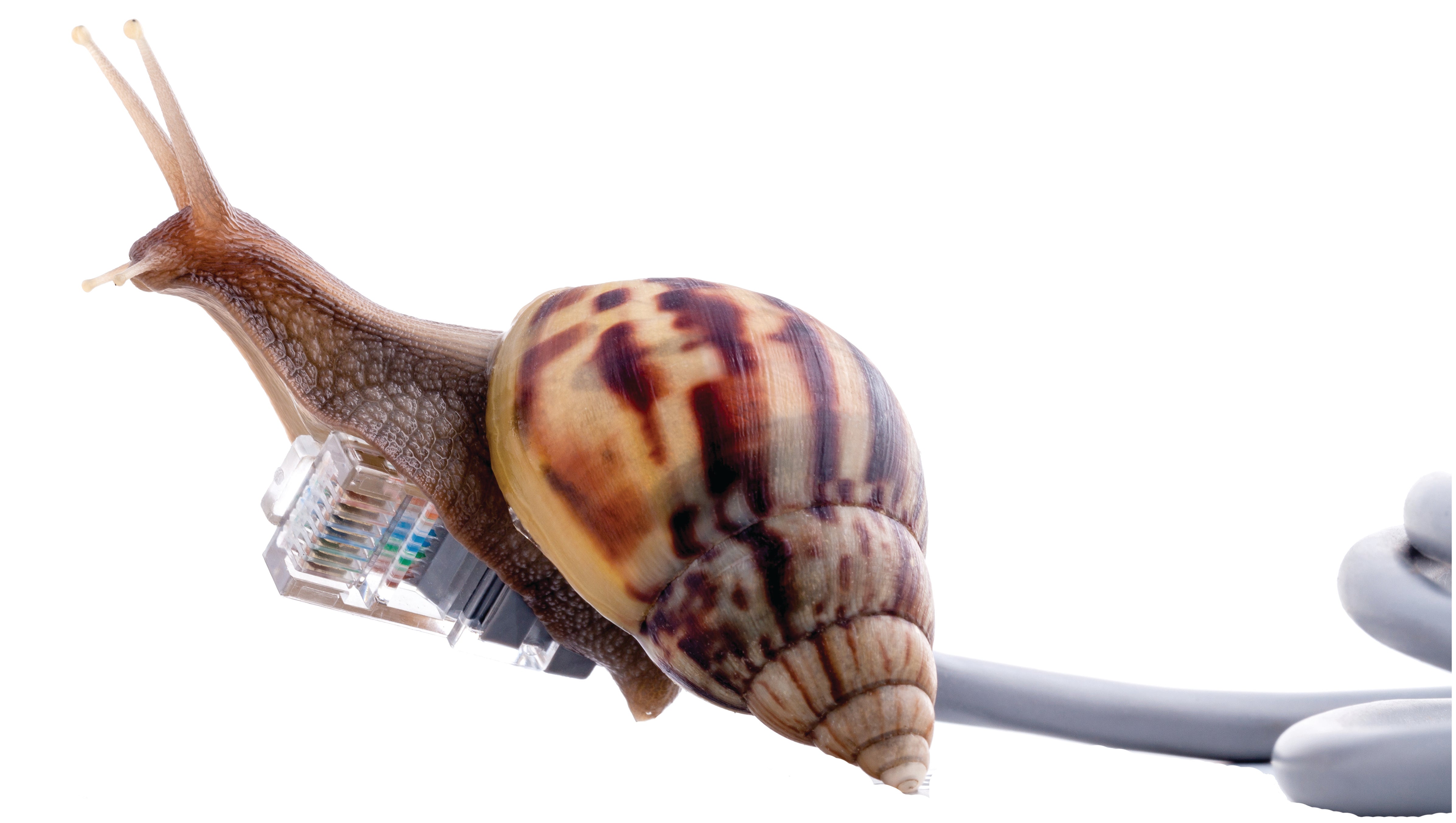 Snail.jpg